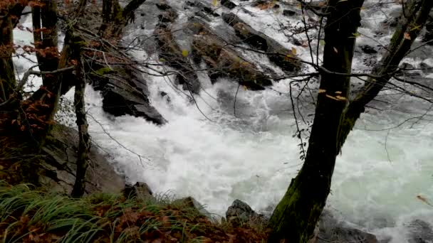 Гірська Штормова Річка Осінньому Лісі — стокове відео