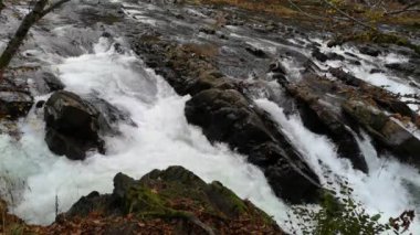 Sonbahar ormanındaki dağ fırtınalı nehir.