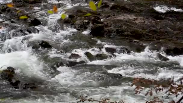 Ορεινού Θυελλώδους Ποταμού Στο Δάσος Του Φθινοπώρου — Αρχείο Βίντεο