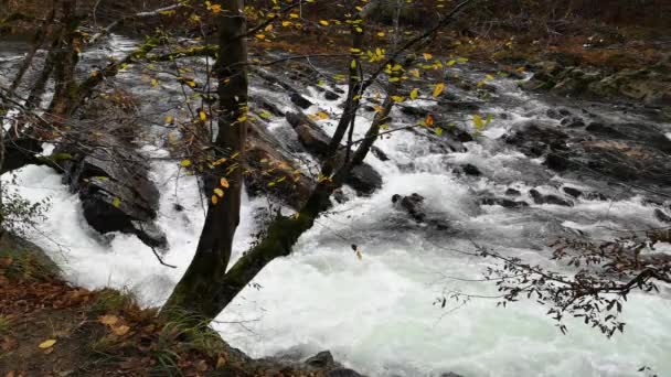 Rivière Orageuse Montagne Dans Forêt Automne — Video