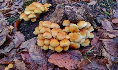 mantar sonbahar ormandaki grubu