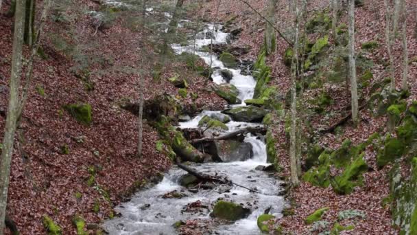 Air Terjun Hutan Pegunungan Musim Gugur — Stok Video