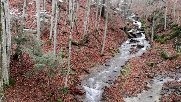 Καταρράκτης Στο Ορεινό Δάσος Του Φθινοπώρου — Αρχείο Βίντεο