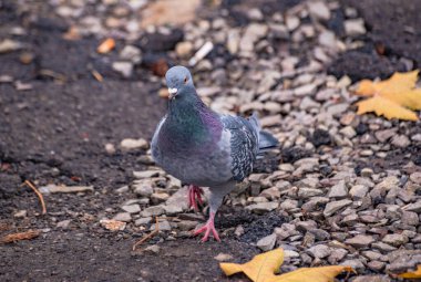 Şehir güvercini yerde yiyecek arıyor.