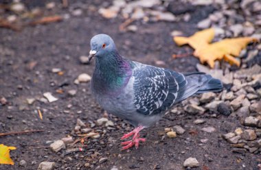 Şehir güvercini yerde yiyecek arıyor.