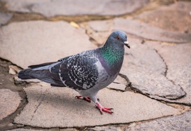 Şehir güvercini yerde yiyecek arıyor.