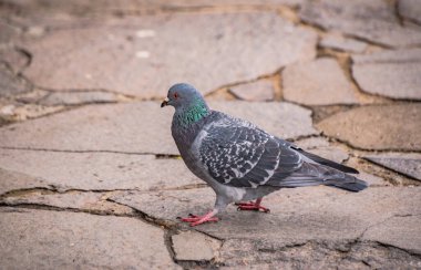 Şehir güvercini yerde yiyecek arıyor.