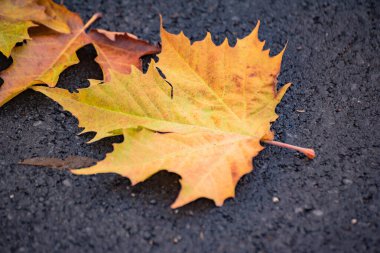 Asfalt yolda düşen yapraklar.