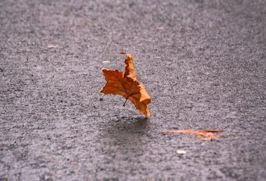 Asfalt yolda düşen yapraklar.