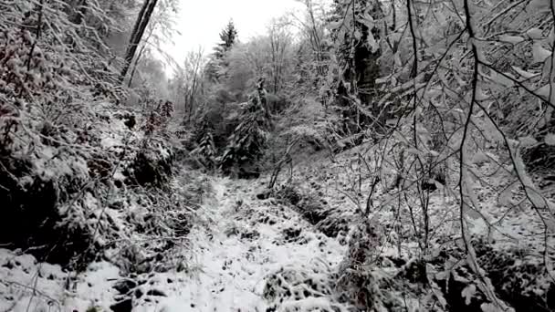 雪の山の森の風景 — ストック動画