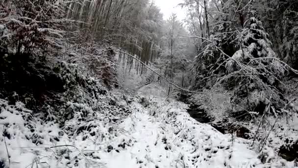 Krajina Horského Lesa Sněhu — Stock video