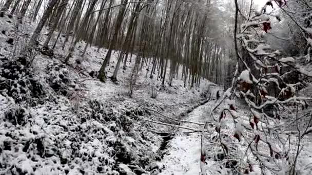 Ландшафт Гірського Лісу Снігопаді — стокове відео