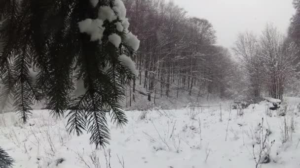 Paysage Forêt Montagne Dans Les Chutes Neige — Video