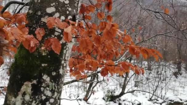 Ruisseau Coulant Dans Une Forêt Montagne Hivernale — Video