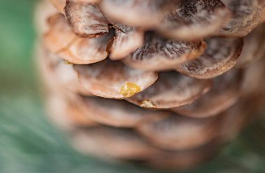 Geçmiş için şenlikli yeni yıl ve Noel dekorasyonu