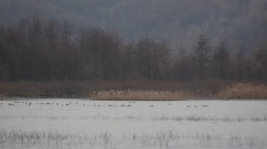 Vahşi kuşlarla dolu bir kış gölü manzarası.