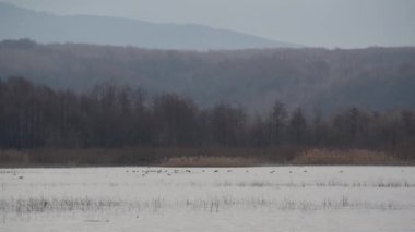 Vahşi kuşlarla dolu bir kış gölü manzarası.