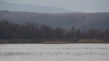 Vahşi kuşlarla dolu bir kış gölü manzarası.