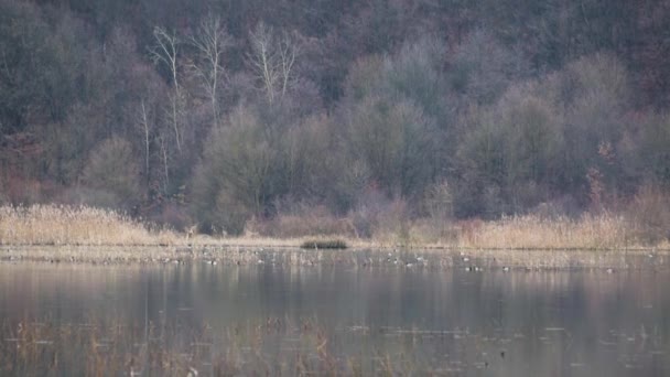 Evening Landscape Winter Lake Wild Birds — Stock Video
