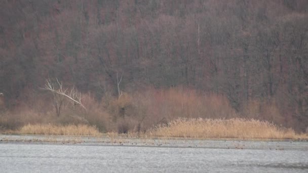 Paisaje Nocturno Lago Invierno Con Aves Silvestres — Vídeos de Stock