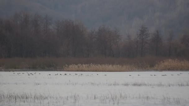Večerní Krajina Zimního Jezera Divokými Ptáky — Stock video