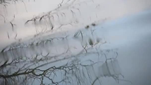 ภาพสะท อนของมงก นไม ในน าทะเลสาบ — วีดีโอสต็อก