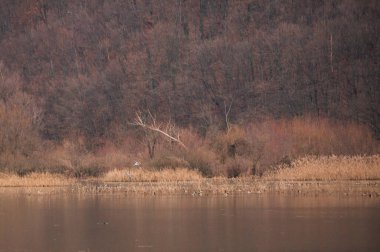 Vahşi kuşlarla dolu bir kış gölü manzarası.