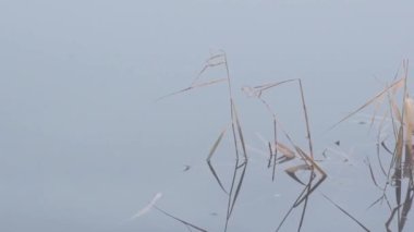 Şiddetli siste bir kış gölünde sazlıklar