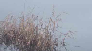 Şiddetli siste bir kış gölünde sazlıklar