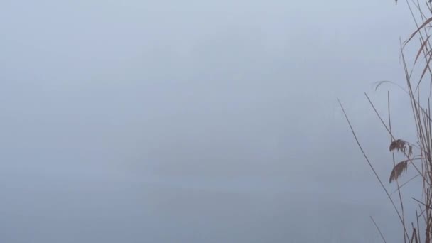 在大雾中的冬湖上的芦苇 — 图库视频影像