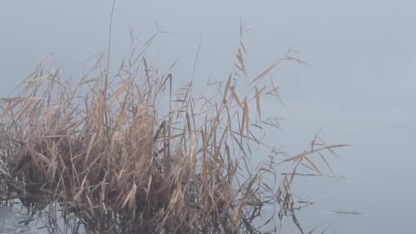 在大雾中的冬湖上的芦苇 — 图库视频影像