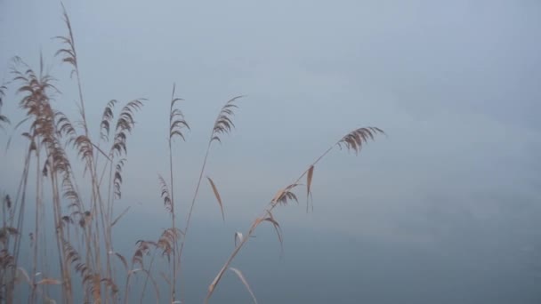 Reeds Winter Lake Heavy Fog — Stock Video