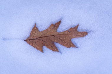 Meşe yaprakları karda yatıyor.