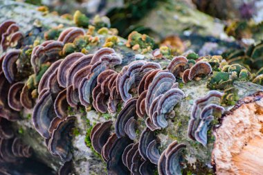 Ağaç gövdesi mantardan etkilenmiş Trametes versicolor