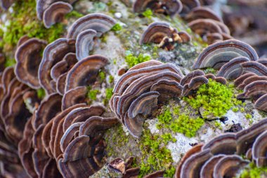 Ağaç gövdesi mantardan etkilenmiş Trametes versicolor