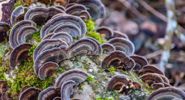 Ağaç gövdesi mantardan etkilenmiş Trametes versicolor
