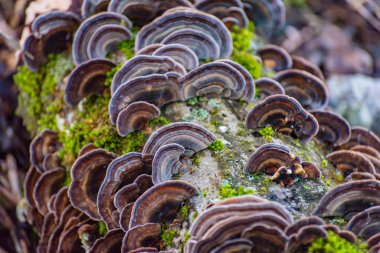 Ağaç gövdesi mantardan etkilenmiş Trametes versicolor