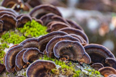 Ağaç gövdesi mantardan etkilenmiş Trametes versicolor