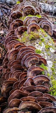 Ağaç gövdesi mantardan etkilenmiş Trametes versicolor