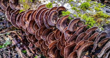 Ağaç gövdesi mantardan etkilenmiş Trametes versicolor