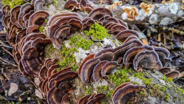 Ağaç gövdesi mantardan etkilenmiş Trametes versicolor