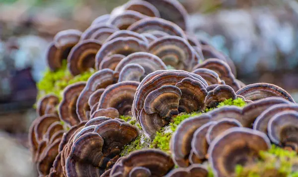 Ağaç gövdesi mantardan etkilenmiş Trametes versicolor