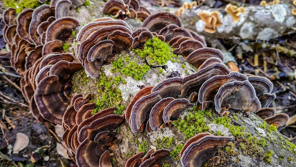 Ağaç gövdesi mantardan etkilenmiş Trametes versicolor