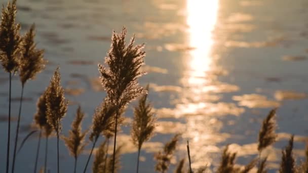 Flauschiges Schilf Auf Einem Zugefrorenen See Bei Sonnenuntergang — Stockvideo