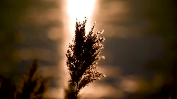 日落时冰封的湖面上松软的芦苇 — 图库视频影像