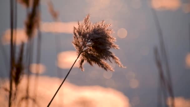 日落时冰封的湖面上松软的芦苇 — 图库视频影像