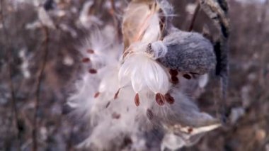 Asclepias syriaca 'nın kuru tohumları Kış rüzgarında