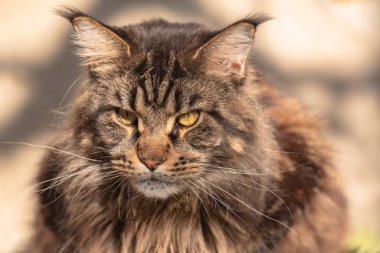 Bir Maine Rakunu 'nun portresi mermer rengi