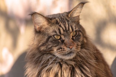 Bir Maine Rakunu 'nun portresi mermer rengi