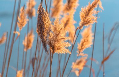 Gün batımında donmuş bir gölde tüylü sazlıklar.
